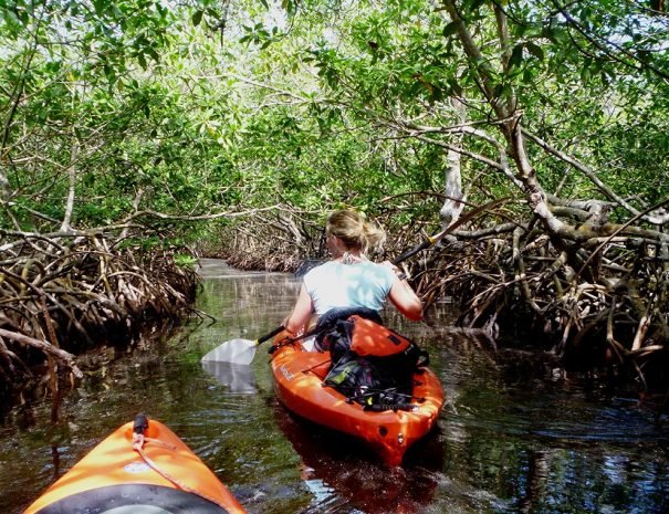 Kayak mangrove