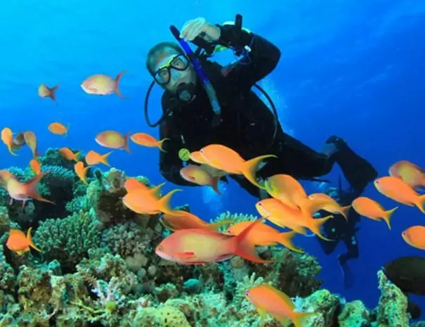 plongée réserve cousteau guadeloupe