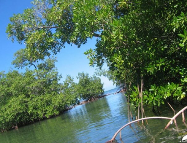 Kayak mangrove