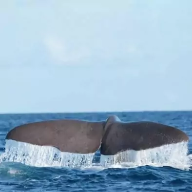 Baleine