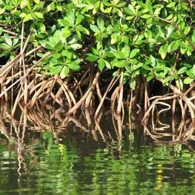 Lagon et Mangrove 1/2 journée